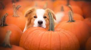 Alimentación Natural: Sin Conservantes ni Aditivos para tu Mascota - Mr. Bruno Shop